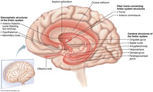Limbic system