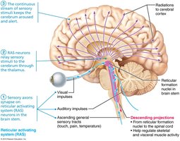 Reticular activating system