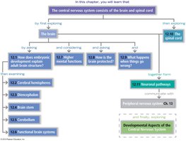 CNS chapter flowchart