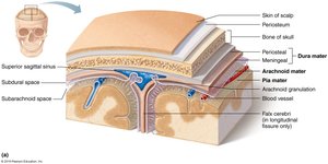 Meninges and spaces