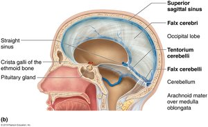 Dural folds and sinuses