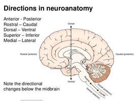 Directions in neuroanatomy