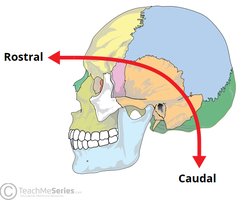 Rostral and caudal directions