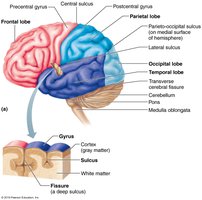 Lobes of the cerebrum