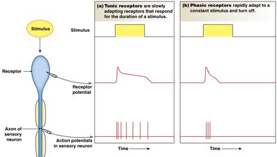 Tonic and phasic receptor adaptation