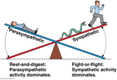 Parasympathetic vs sympathetic balance