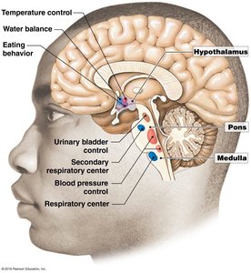 Autonomic control centers in the brain