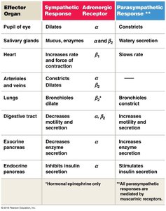 Autonomic effectors table 1
