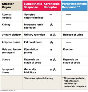 Autonomic effectors table 2