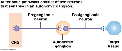 Sympathetic pathway diagram