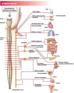 Parasympathetic pathway diagram
