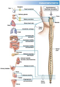 Parasympathetic pathway diagram