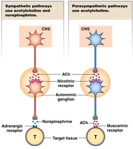Autonomic neurotransmitter table