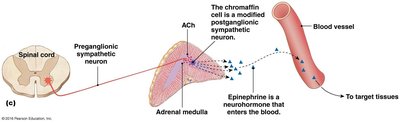 Autonomic neurotransmitter table
