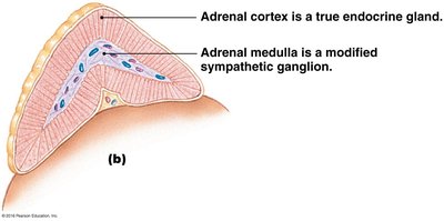 Autonomic neurotransmitter table