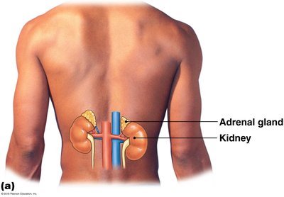 Adrenal medulla pathway