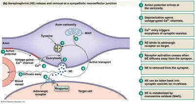 Adrenal gland location