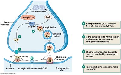 Autonomic varicosity neurotransmitter release