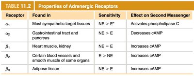 Norepinephrine release and removal