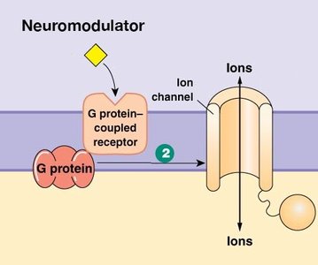 Acetylcholine synthesis and breakdown