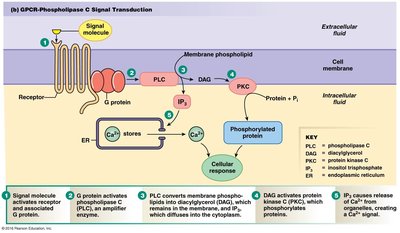 G protein-coupled receptor and ion channel