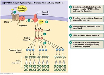 GPCR-Phospholipase C signal transduction