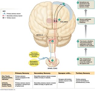 Somatosensory pathway diagram