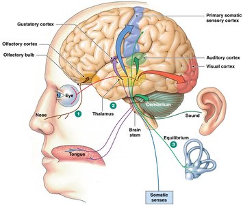 Sensory pathways in the brain