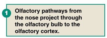 Olfactory pathway description
