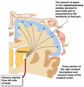 Somatosensory cortex mapping
