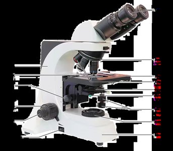 Labeled diagram of a compound microscope