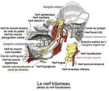 Trigeminal nerve and its branches