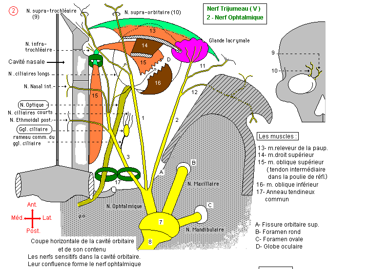 Ophthalmic nerve branches and distribution
