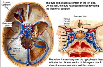 Ophthalmic nerve innervation areas