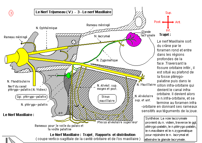 Maxillary nerve branches and distribution