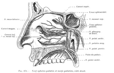 Palatine nerves and their distribution