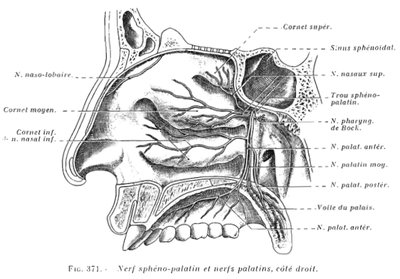 Dental branches of the maxillary nerve