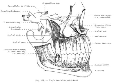 Middle dental nerve branch