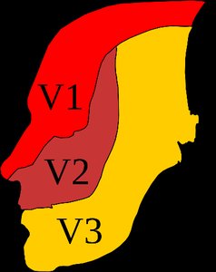 Sensory distribution of trigeminal nerve branches