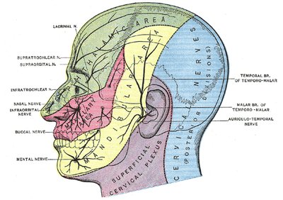 Cutaneous innervation of the face