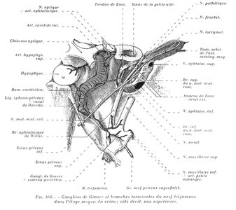 Gasserian ganglion and branches