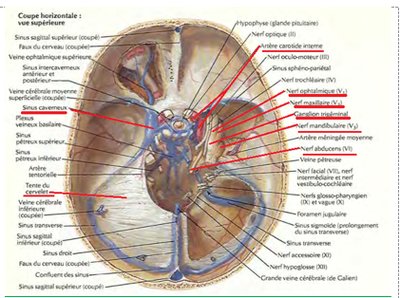 Trigeminal nerve relations in cranial fossa
