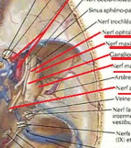 Gruber's notch and trigeminal roots