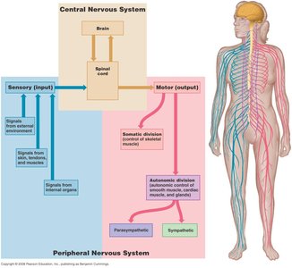 Diagram of central and peripheral nervous system divisions
