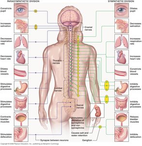 Comparison of parasympathetic and sympathetic effects on organs