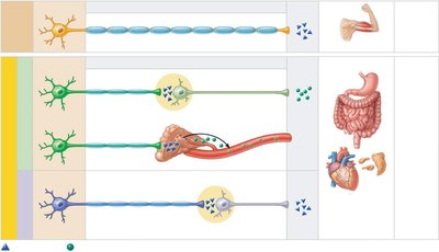 Comparison of somatic and autonomic nervous system pathways
