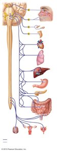 Parasympathetic division pathways and target organs