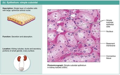 Simple cuboidal epithelium.