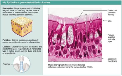 Pseudostratified columnar epithelium.