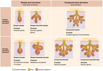 Types of multicellular exocrine glands.